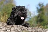 BOUVIER DES FLANDRES 144